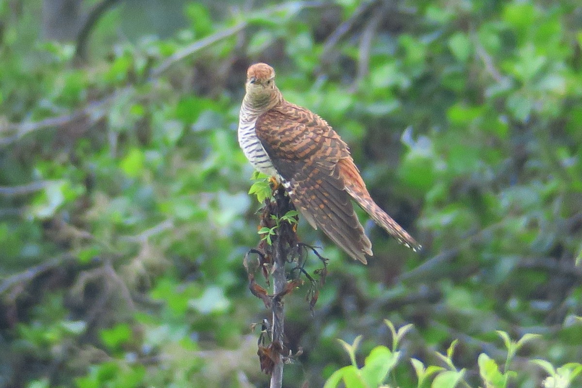 Common Cuckoo - ML619274911