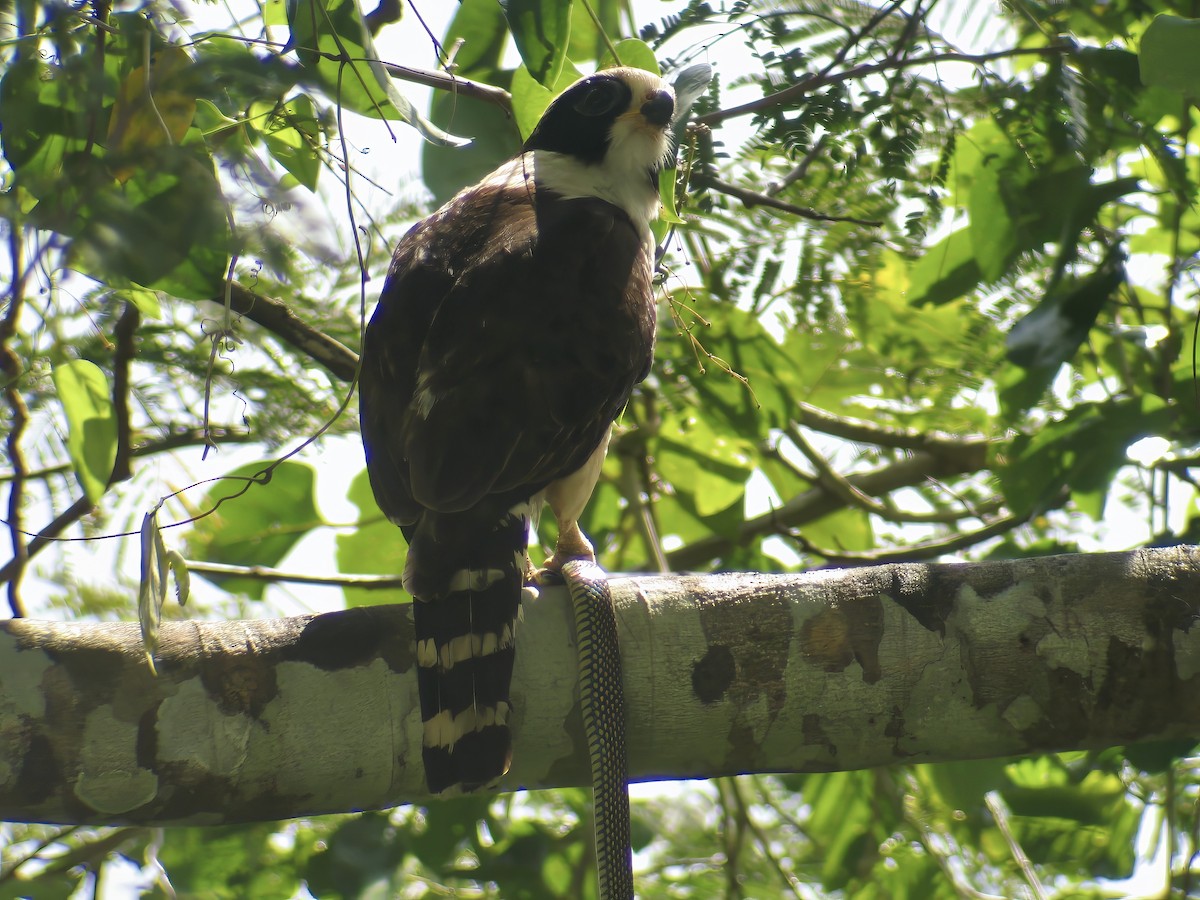 Laughing Falcon - Joe Hammond