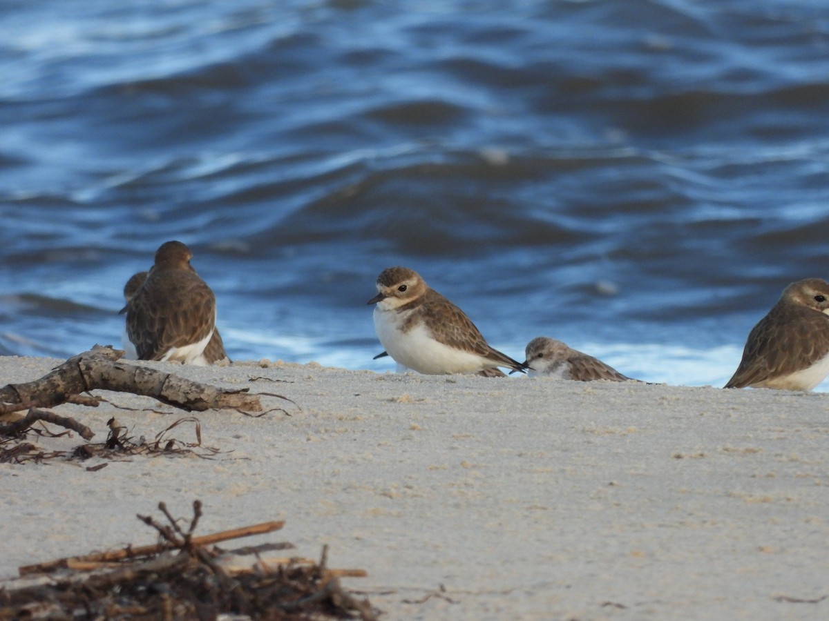 Double-banded Plover - Amara Bharathy