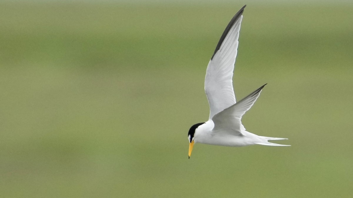 Least Tern - Sunil Thirkannad