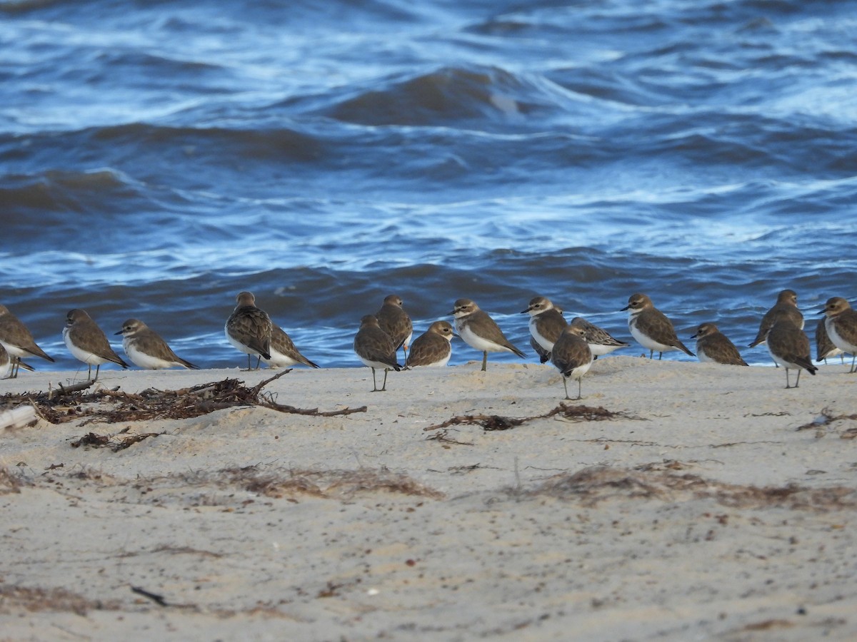 Double-banded Plover - Amara Bharathy