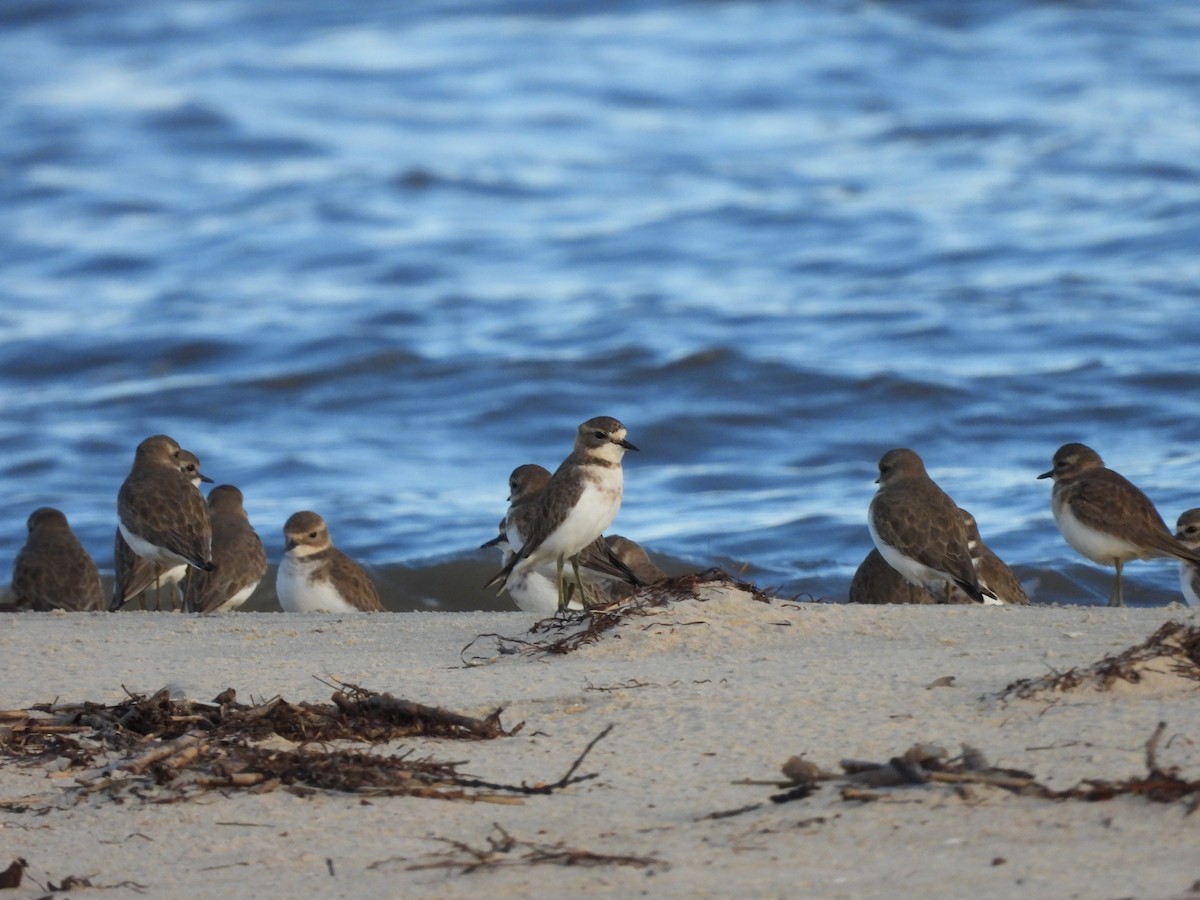 Double-banded Plover - Amara Bharathy