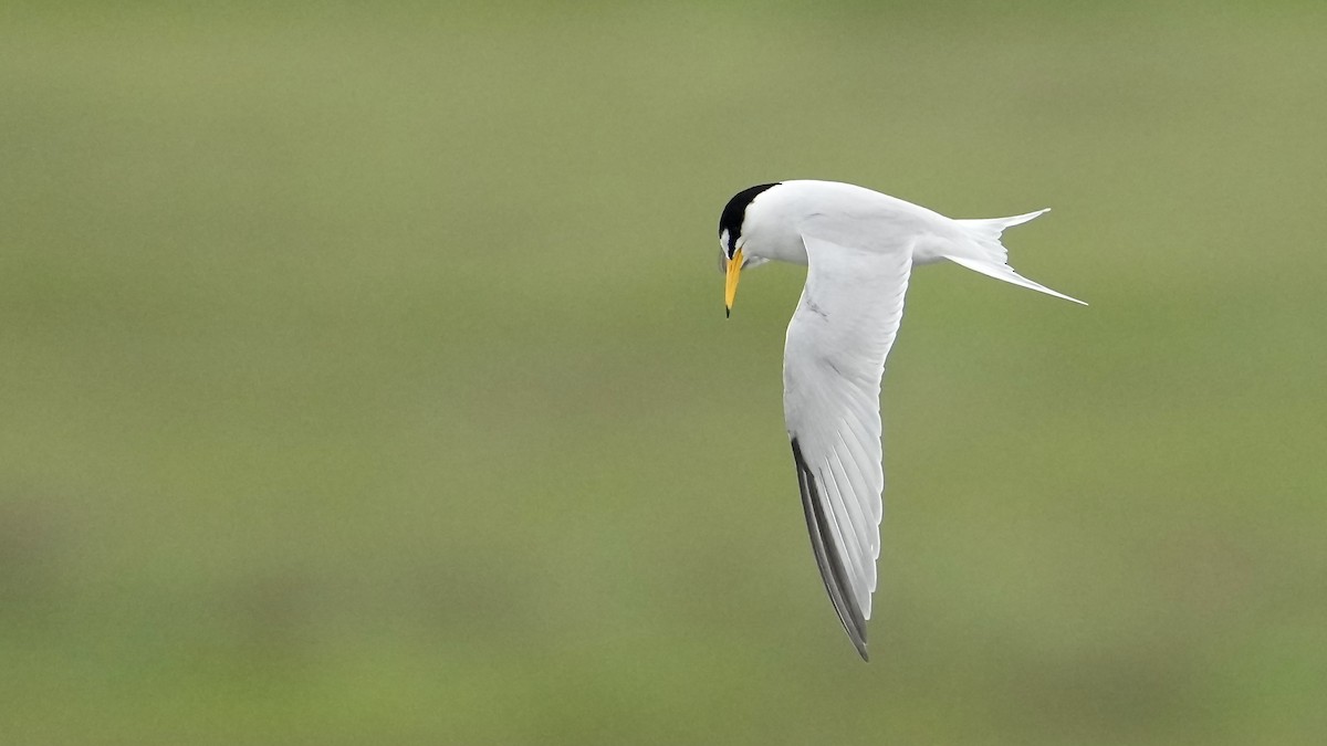 Least Tern - Sunil Thirkannad