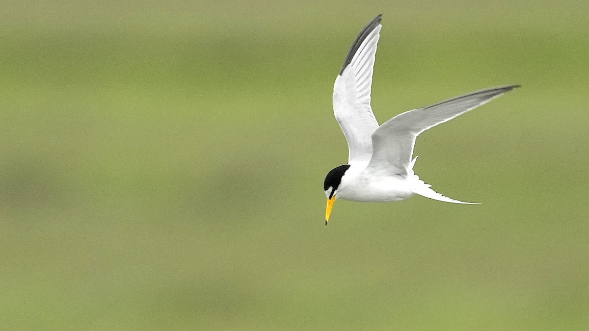 Least Tern - Sunil Thirkannad