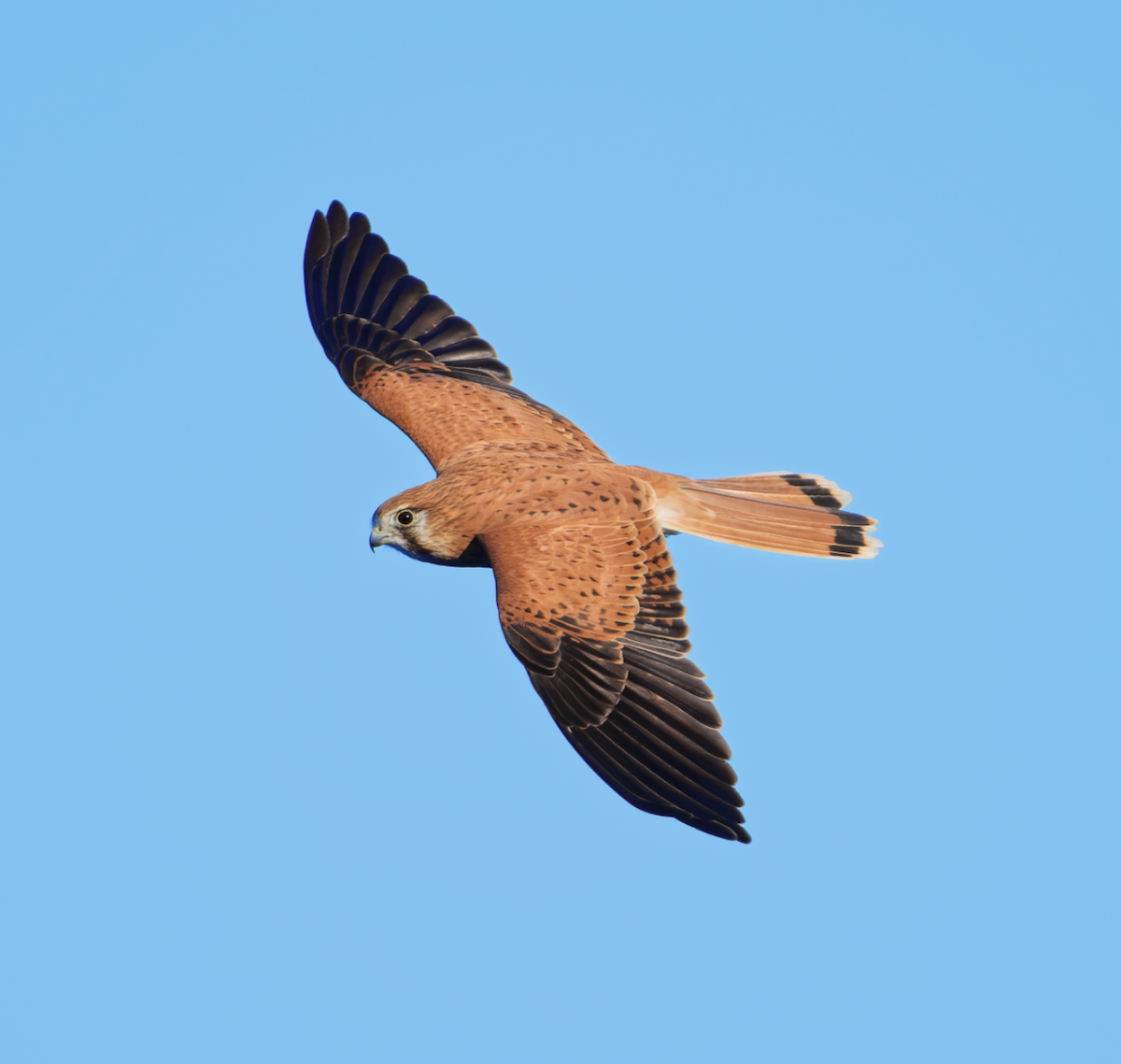 Nankeen Kestrel - ML619274942