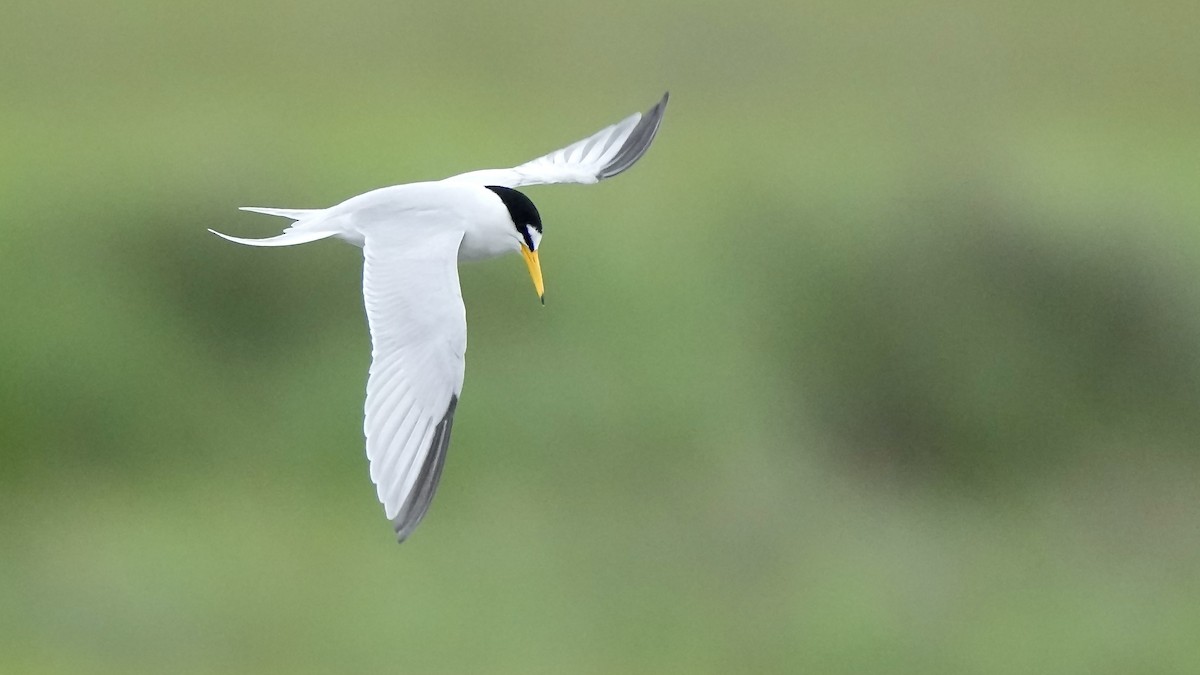 Least Tern - Sunil Thirkannad