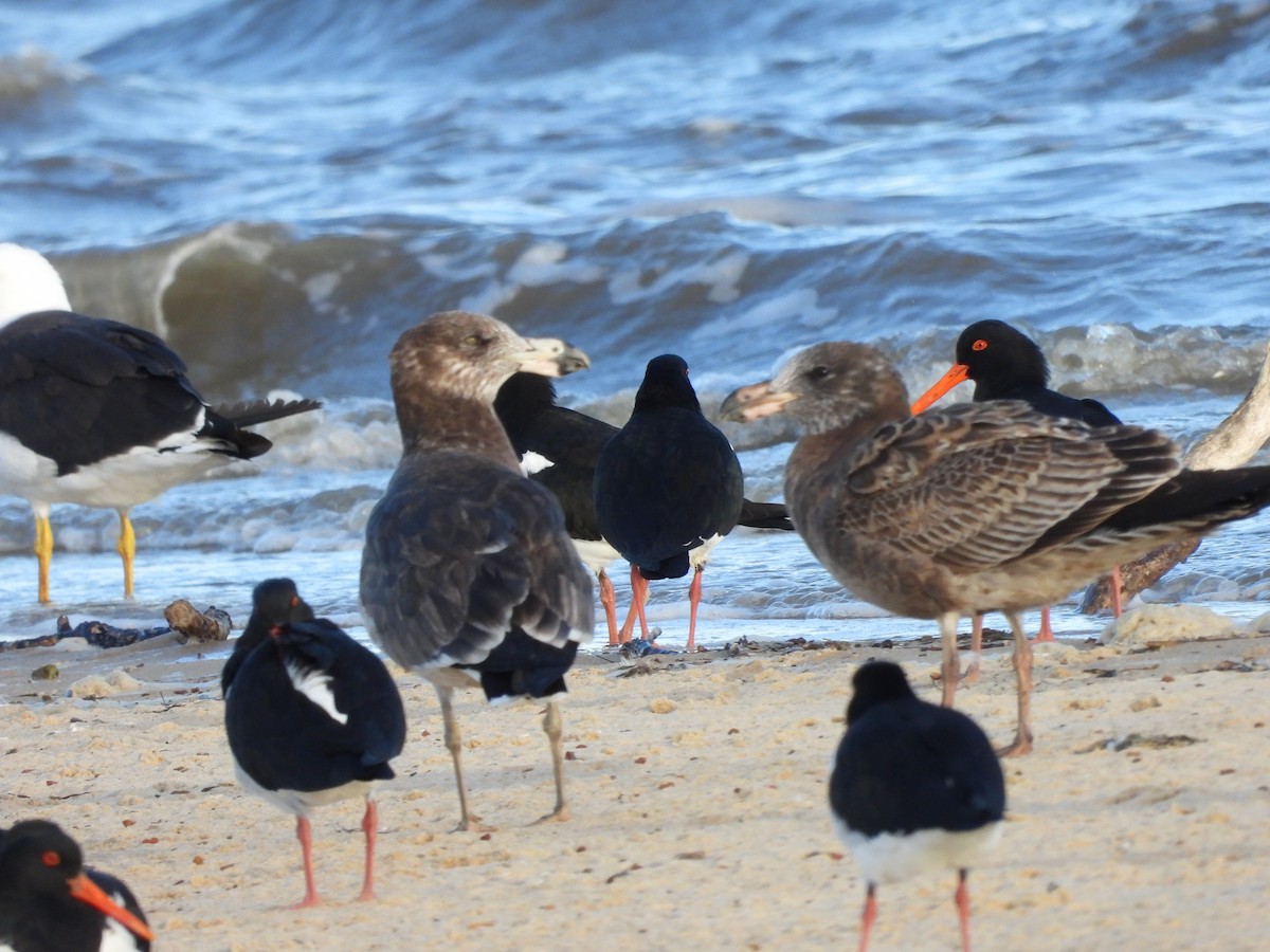 Pacific Gull - Amara Bharathy