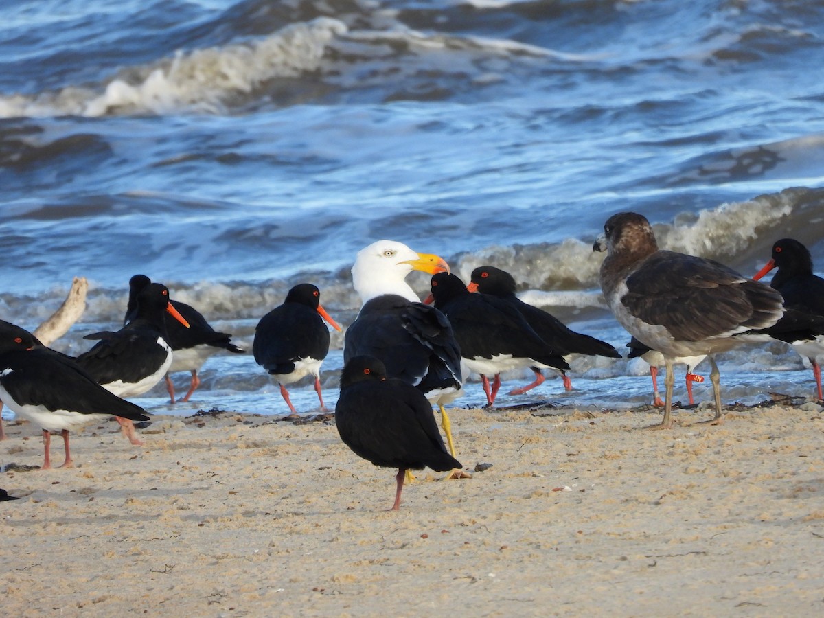 Pacific Gull - Amara Bharathy