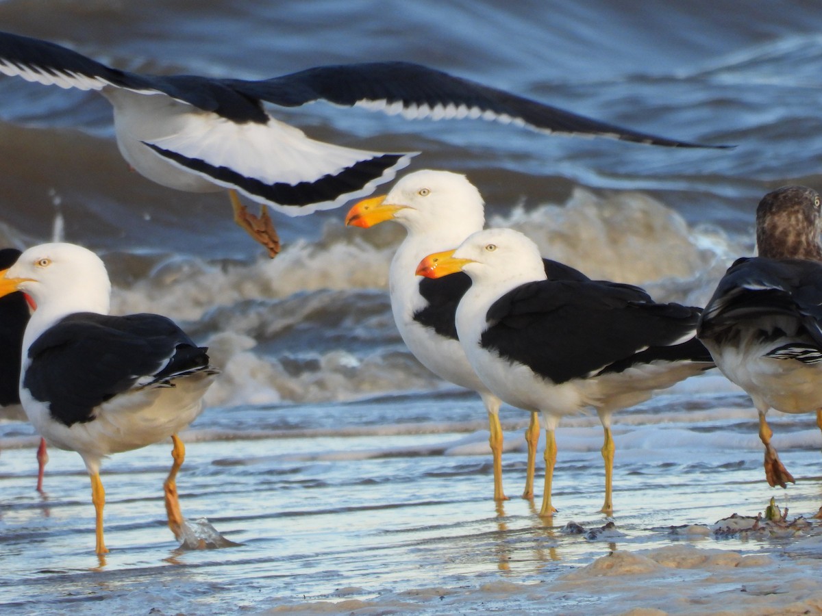 Pacific Gull - Amara Bharathy