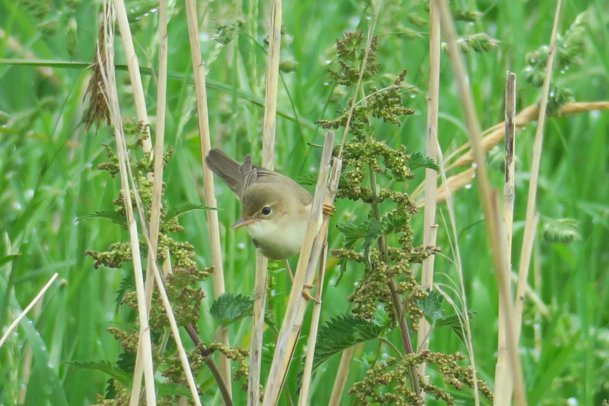 Marsh Warbler - ML619274973