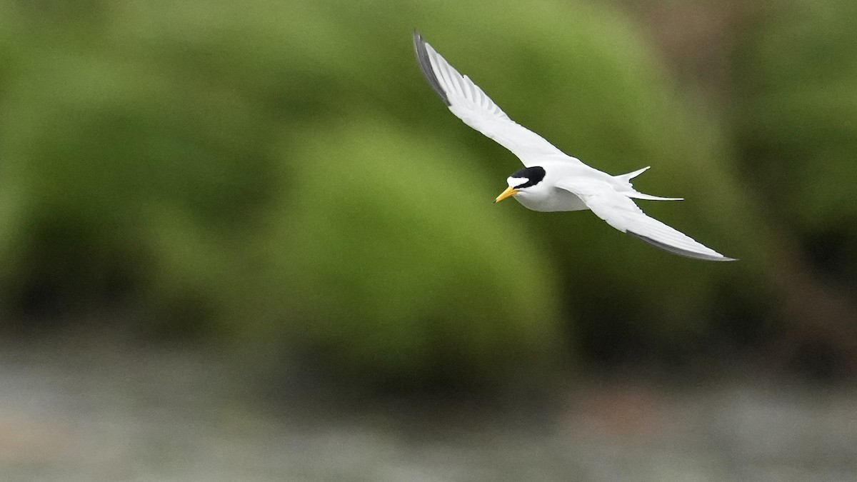 Least Tern - Sunil Thirkannad