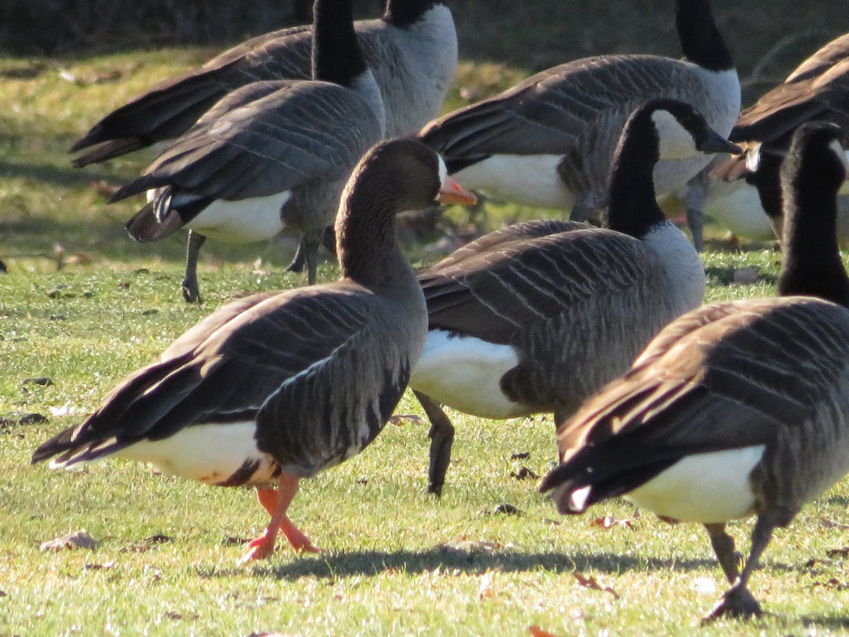 Greater White-fronted Goose - ML619274977