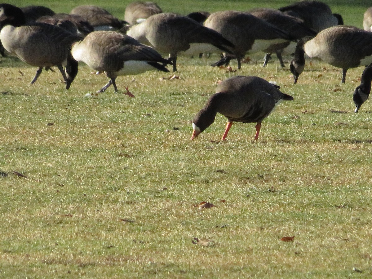 Greater White-fronted Goose - ML619274978