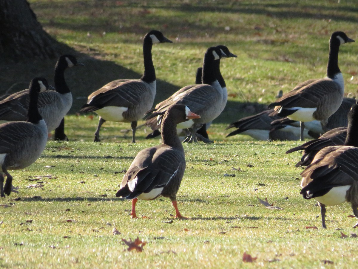 Greater White-fronted Goose - ML619274979