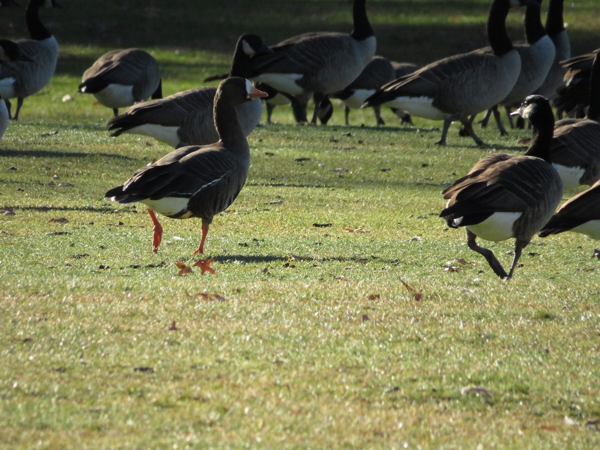 Greater White-fronted Goose - ML619274980