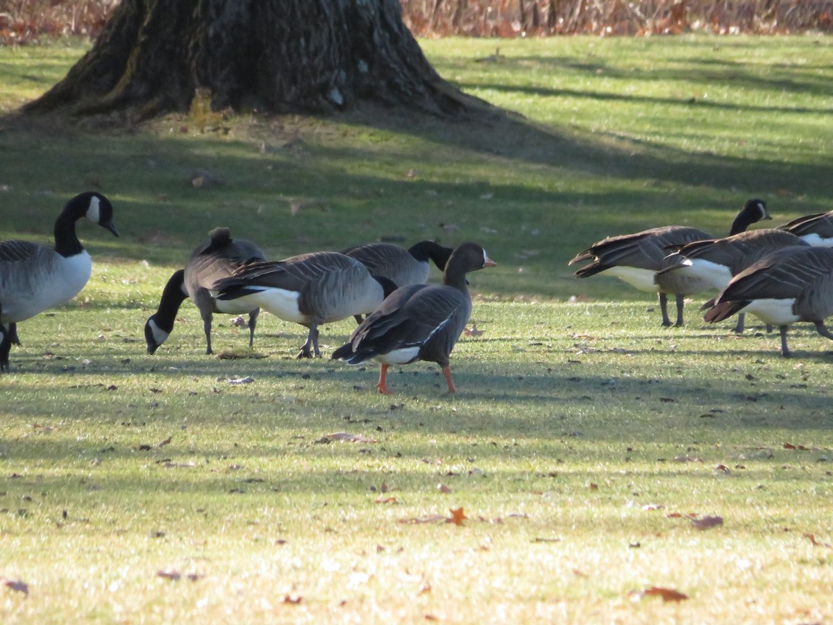 Greater White-fronted Goose - ML619274981