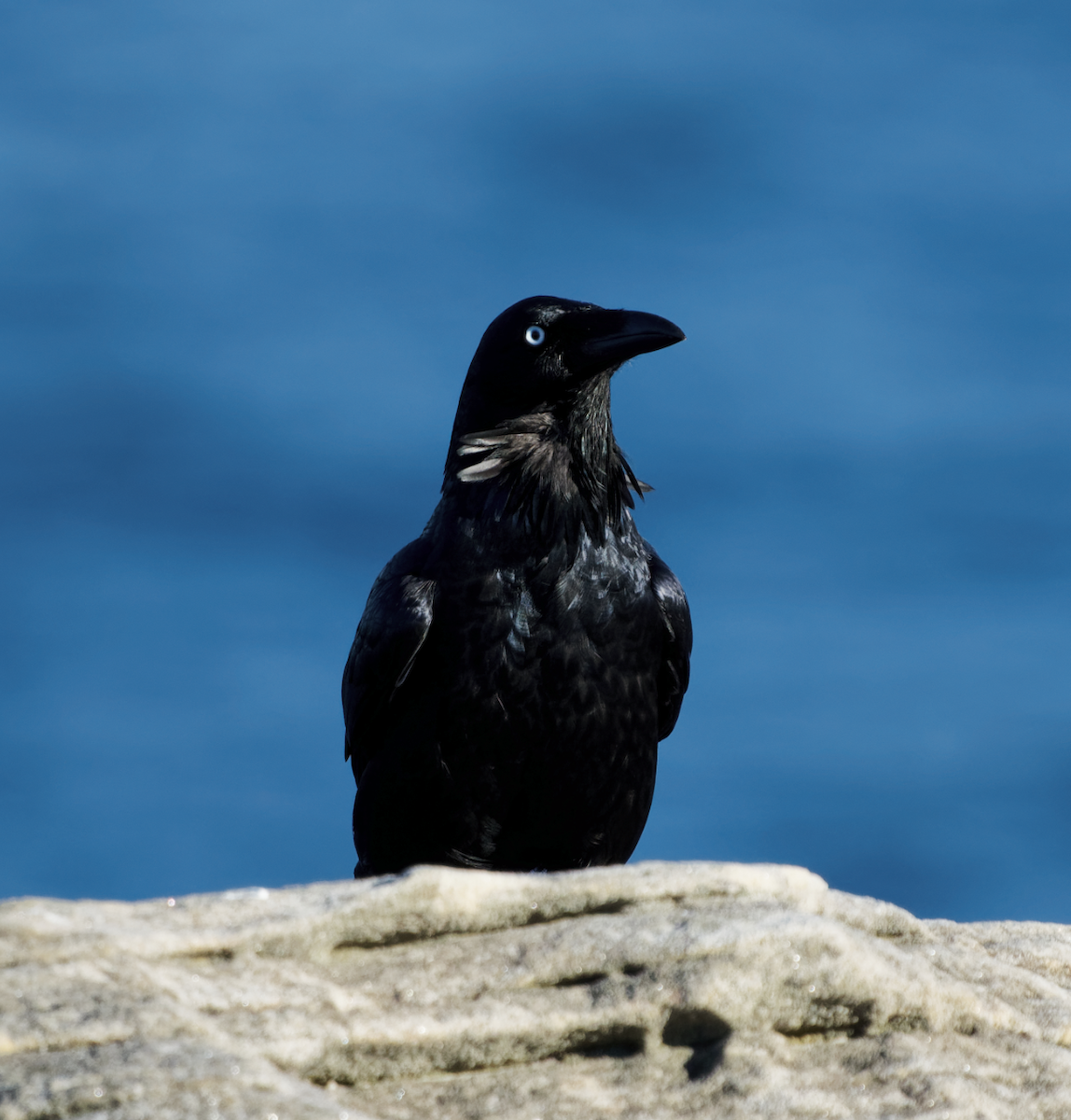 Australian Raven - Kevin Huang