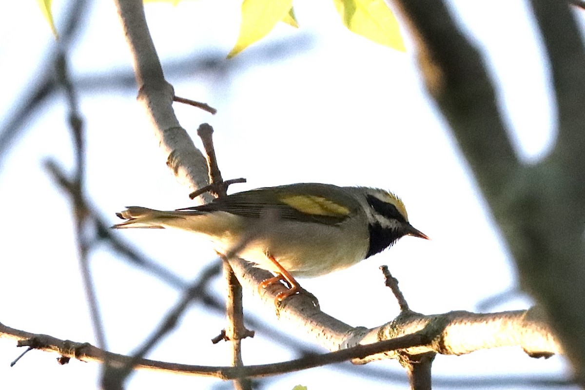 Golden-winged Warbler - Justin Della Mora Duquette