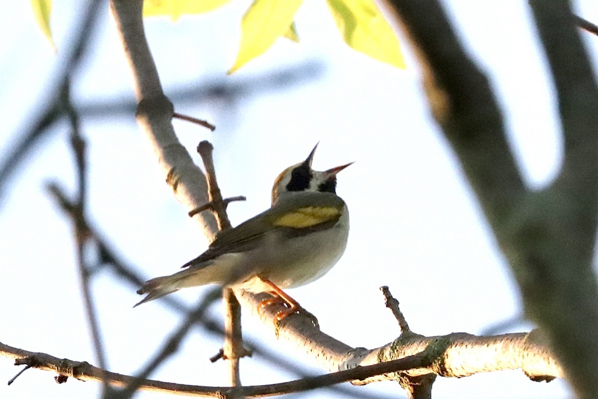 Golden-winged Warbler - Justin Della Mora Duquette