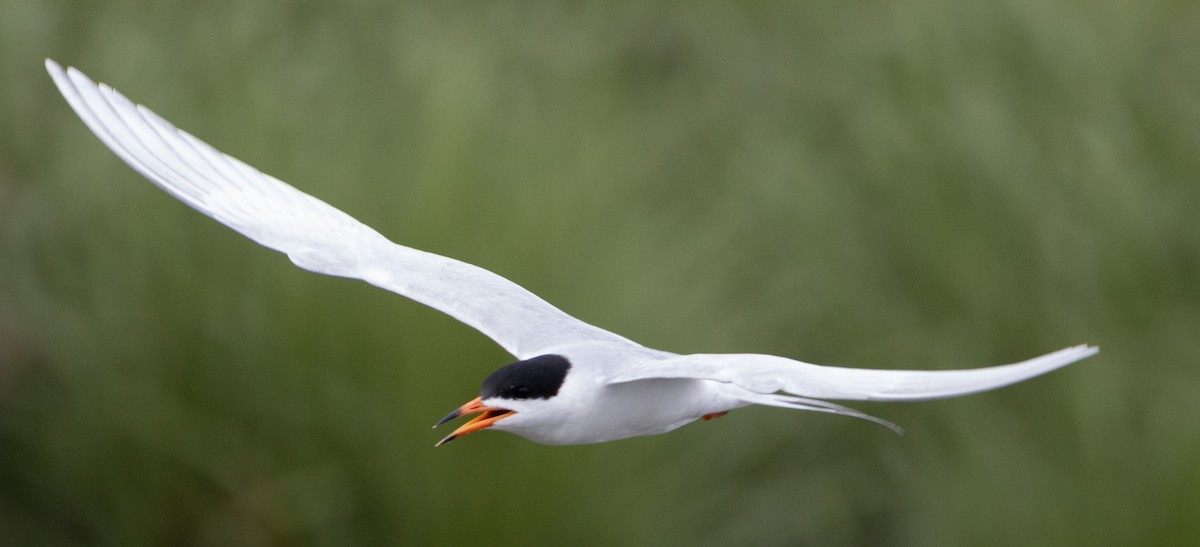 Forster's Tern - Jenny Rogers