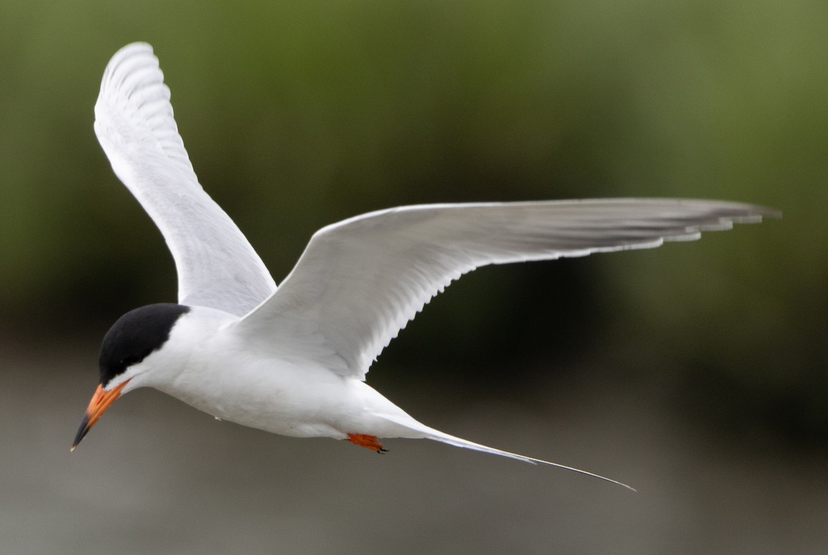 Forster's Tern - Jenny Rogers