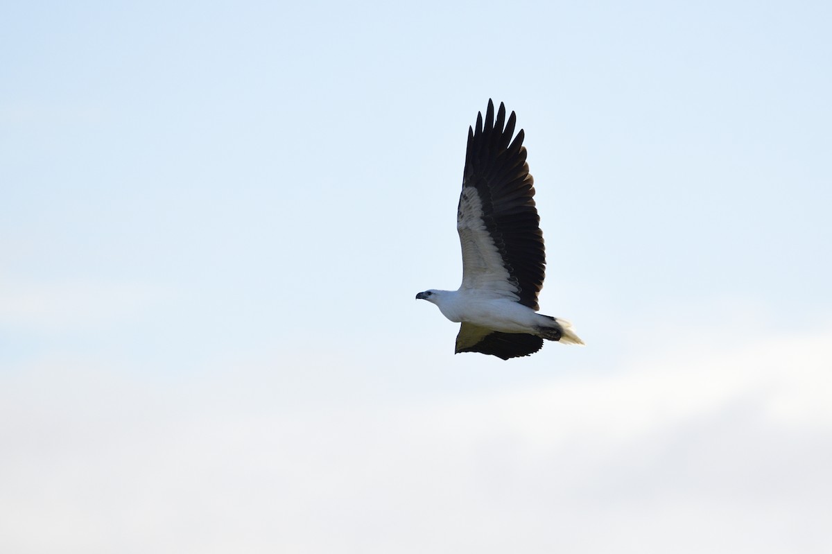 White-bellied Sea-Eagle - Ken Crawley
