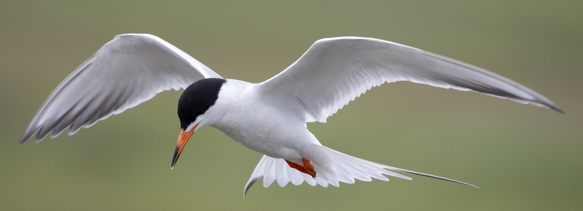 Forster's Tern - Jenny Rogers