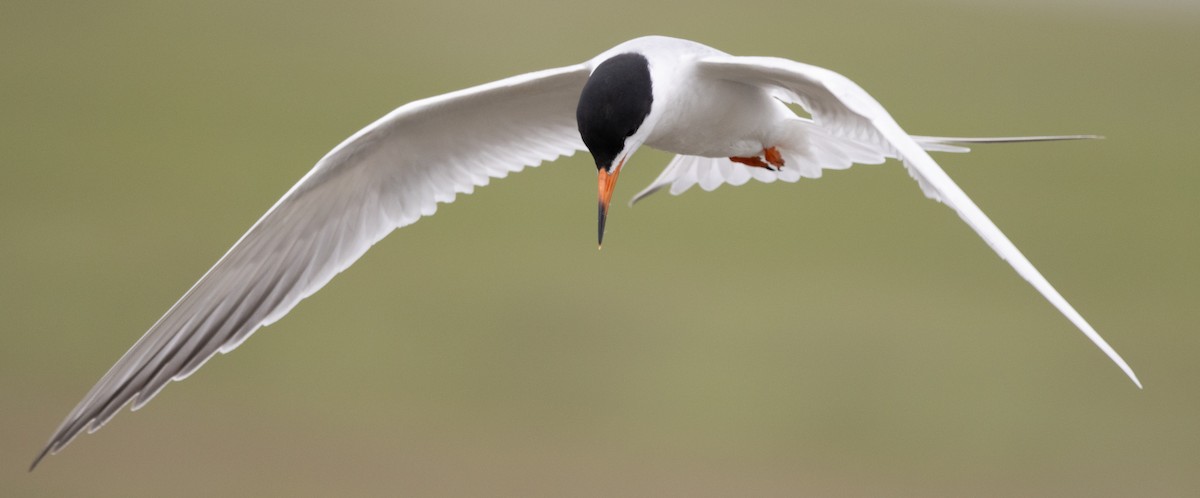 Forster's Tern - Jenny Rogers