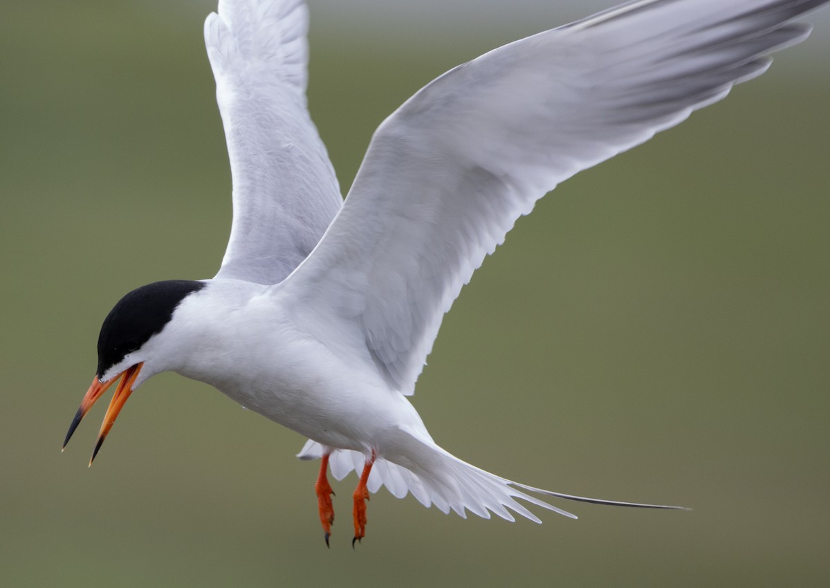 Forster's Tern - Jenny Rogers