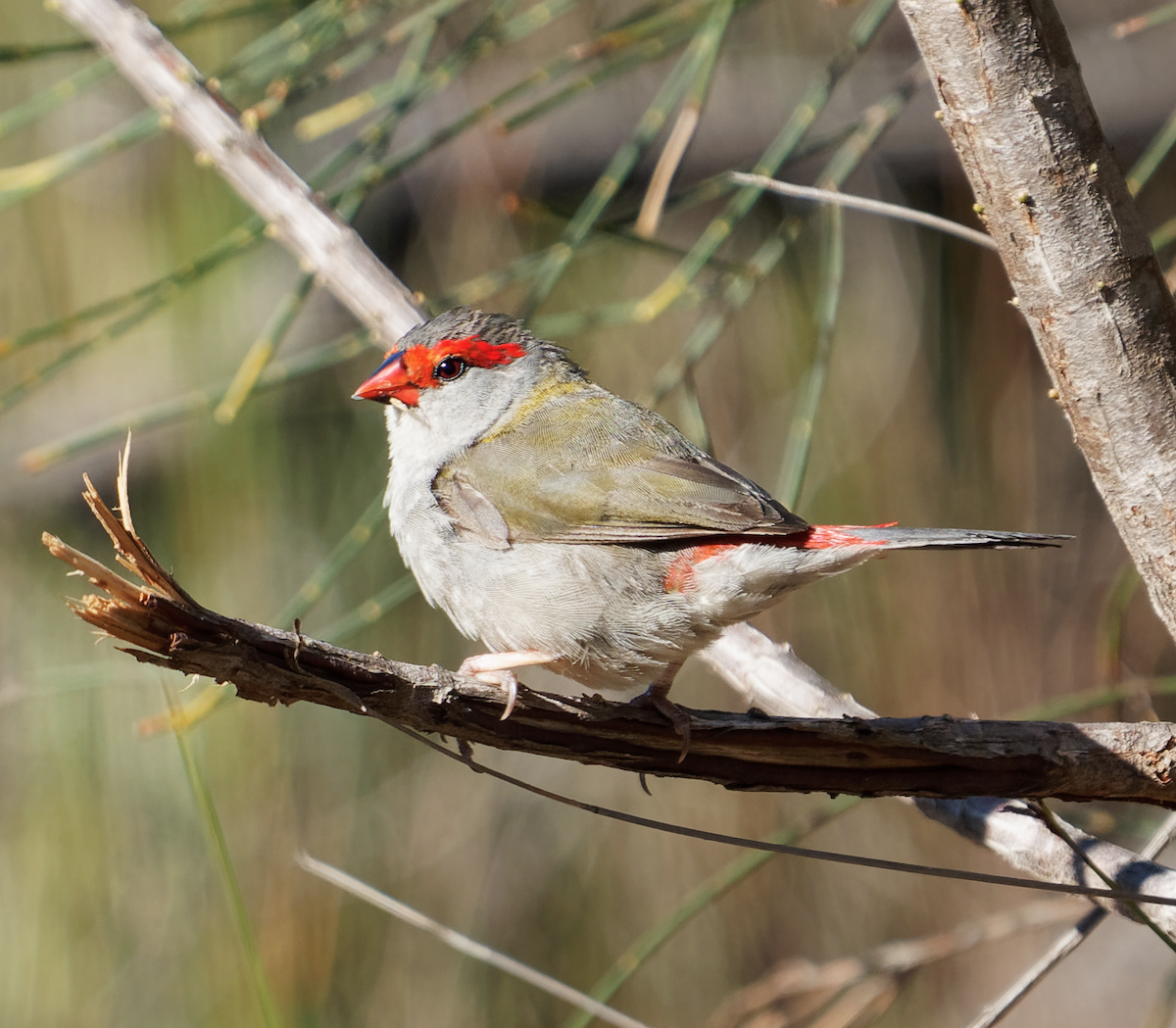 Red-browed Firetail - Kevin Huang