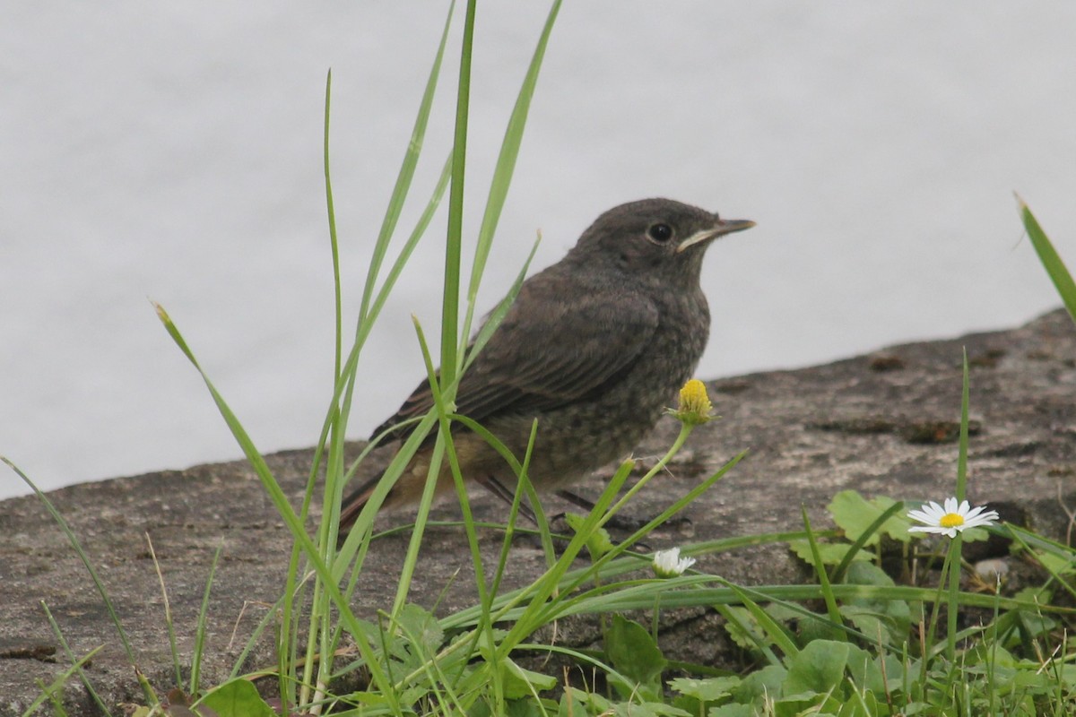 Black Redstart - Vladislav Kurakhtenkov