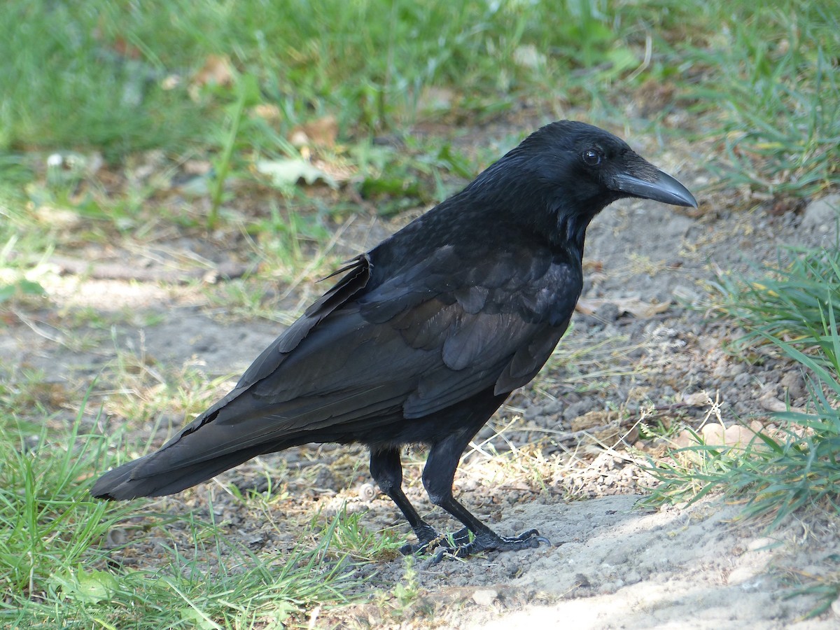 Carrion Crow - ML619275074