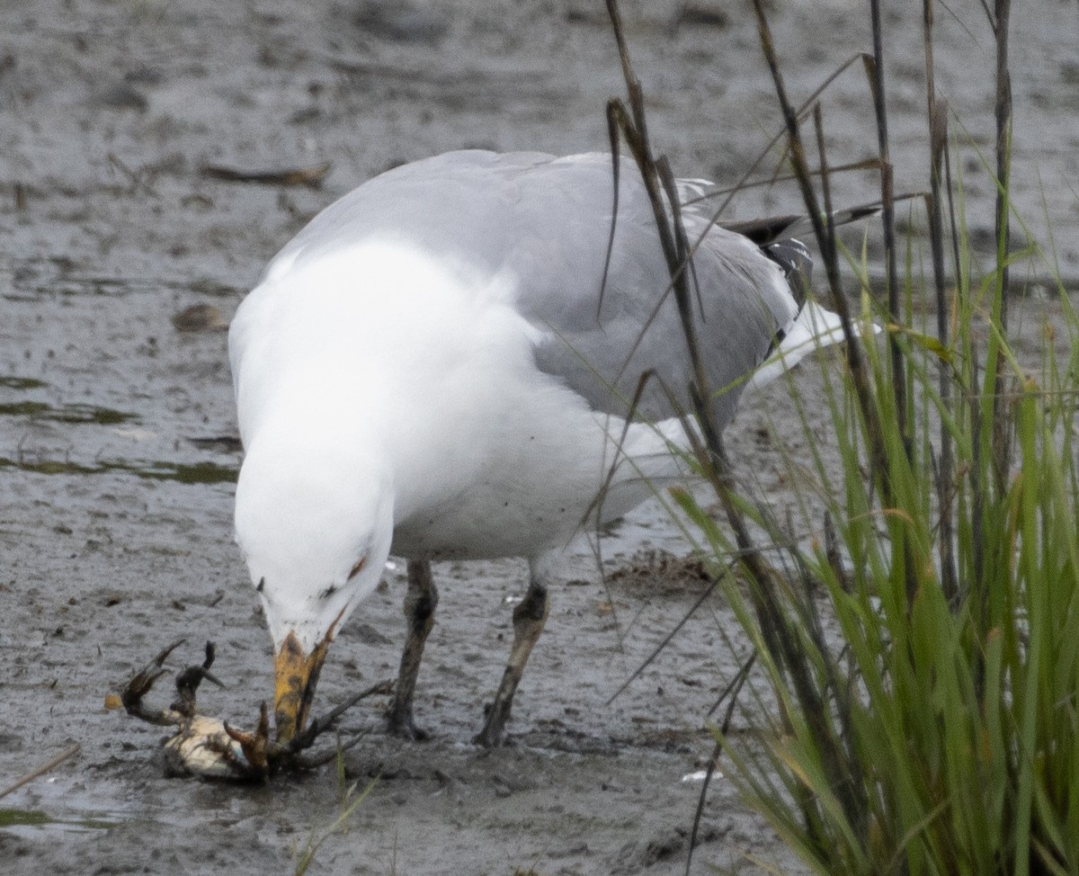 Herring Gull - Jenny Rogers