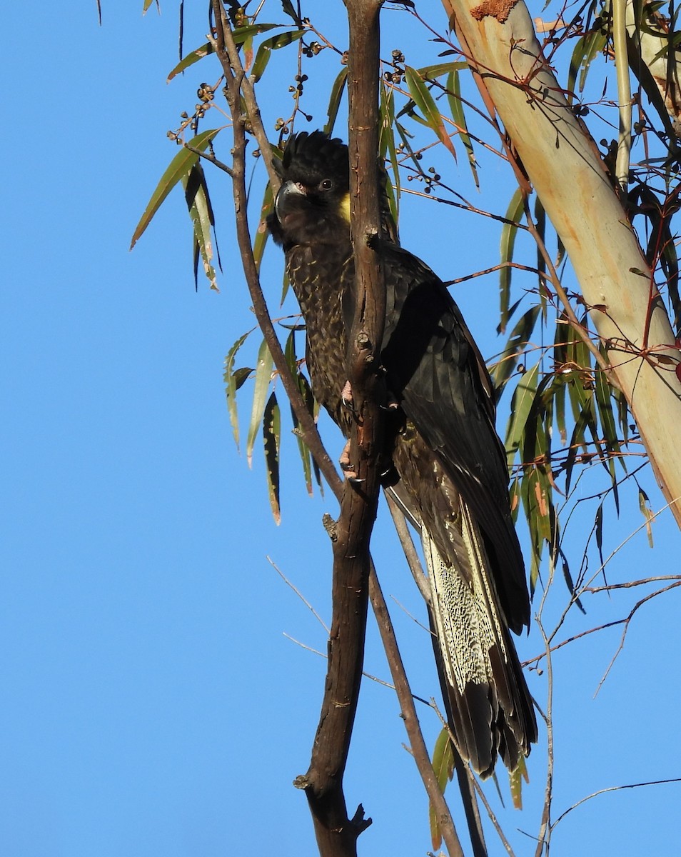 Cacatúa Fúnebre Coliamarilla - ML619275085