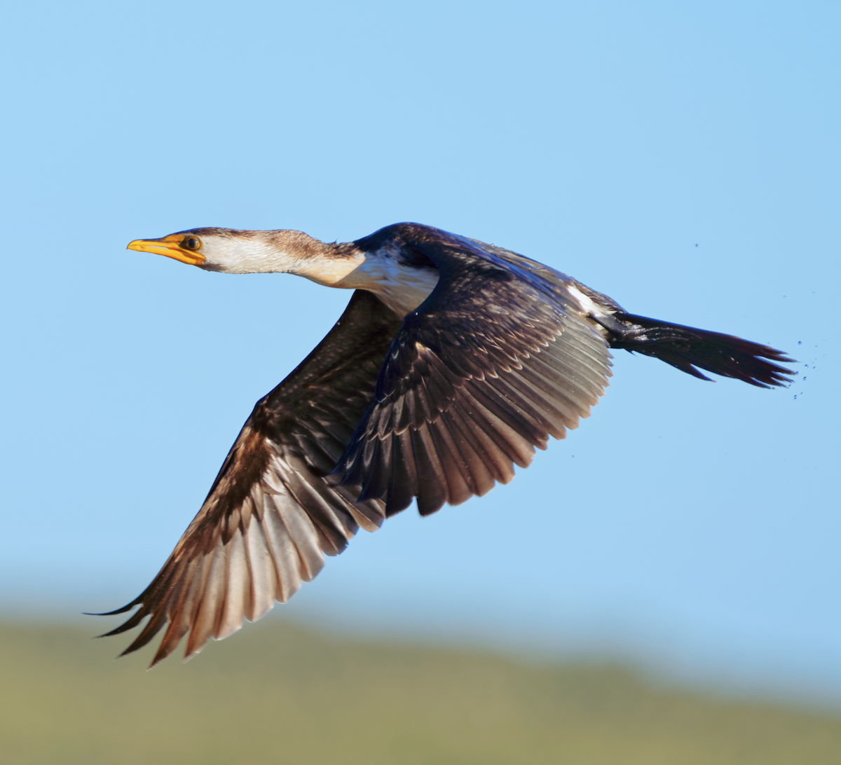 Little Pied Cormorant - ML619275094