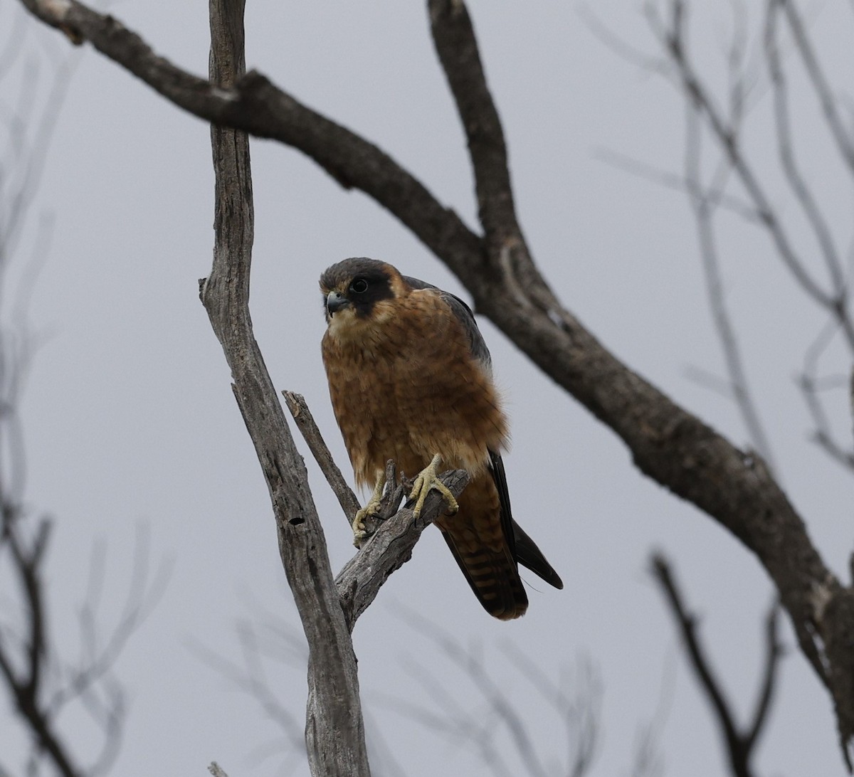 Australian Hobby - Cathy Pert