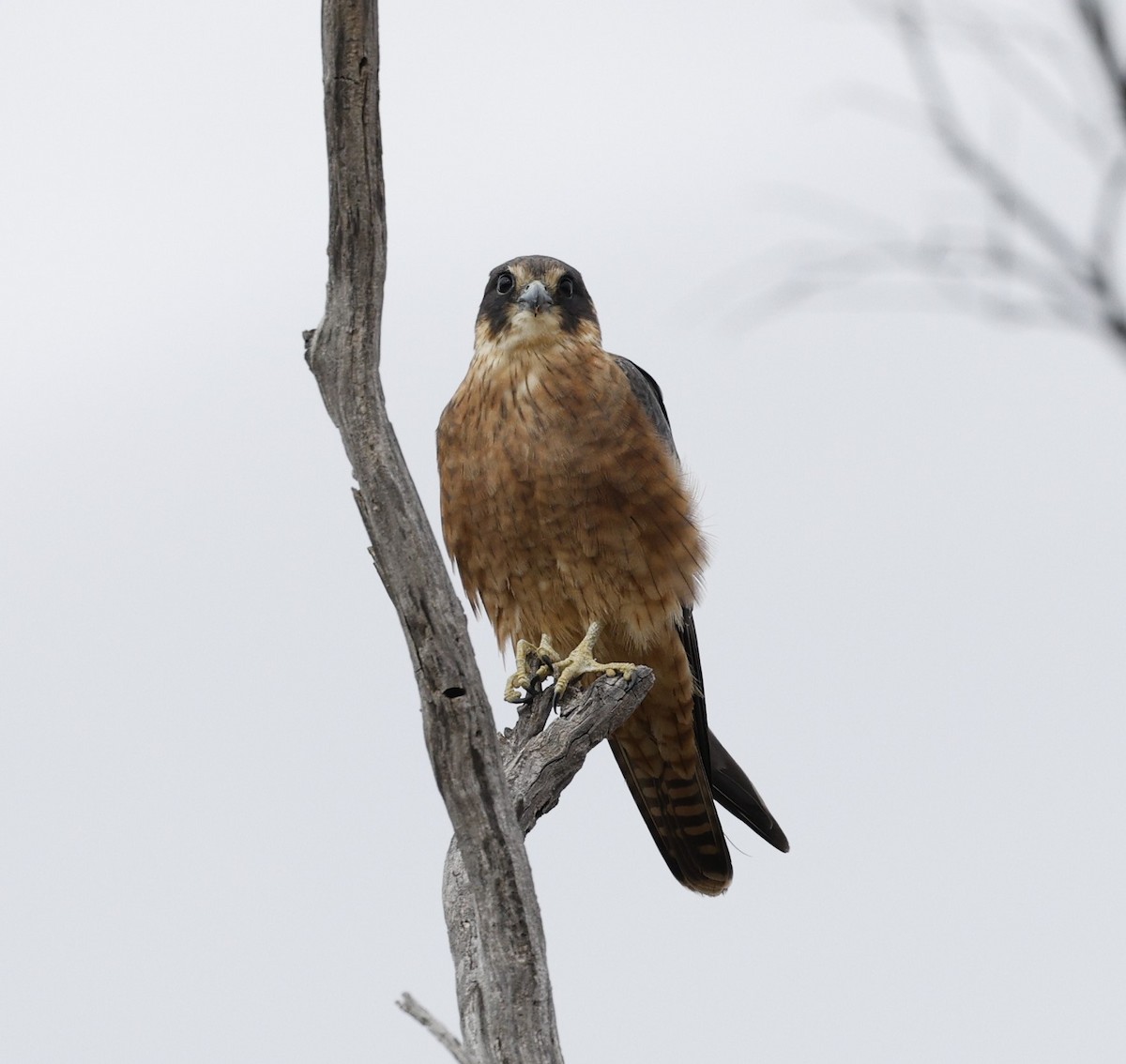 Australian Hobby - Cathy Pert