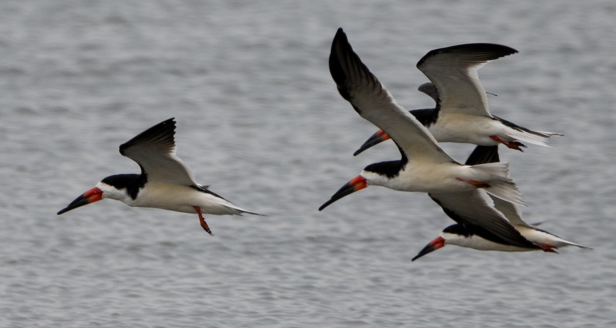 Black Skimmer - Jenny Rogers