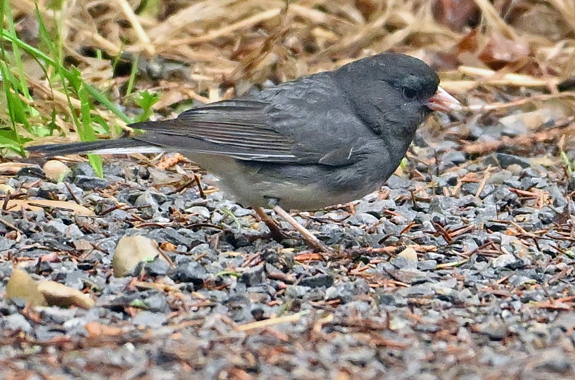 Dark-eyed Junco (Slate-colored) - Wayne Oakes