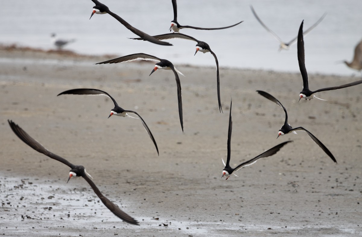 Black Skimmer - Jenny Rogers