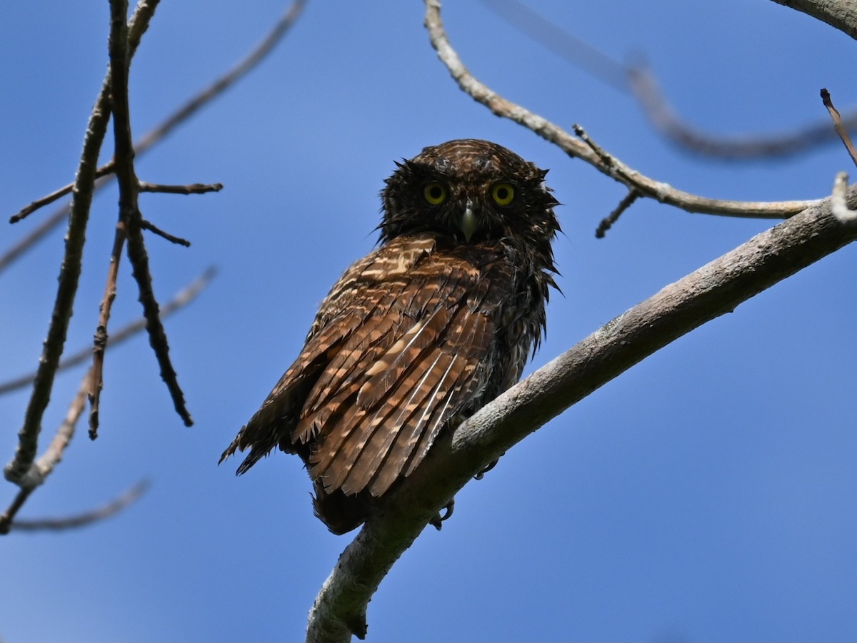 Asian Barred Owlet - Tanawan Leeboonngam