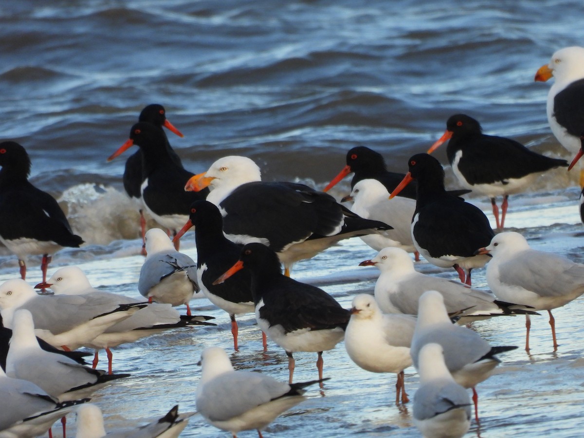 Pied Oystercatcher - Amara Bharathy