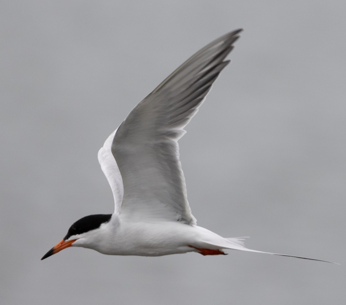 Forster's Tern - Jenny Rogers
