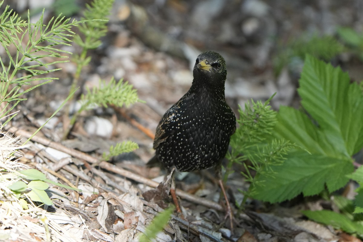 European Starling - Michael Matschiner