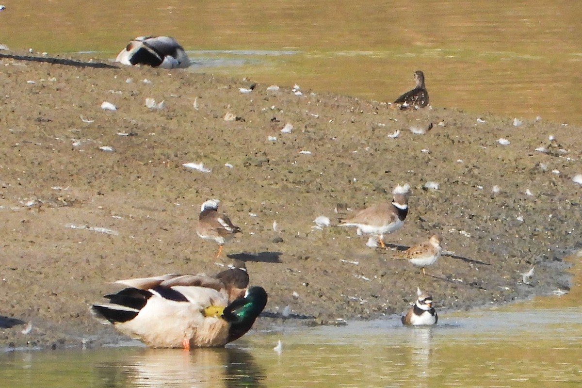 Common Ringed Plover - ML619275173