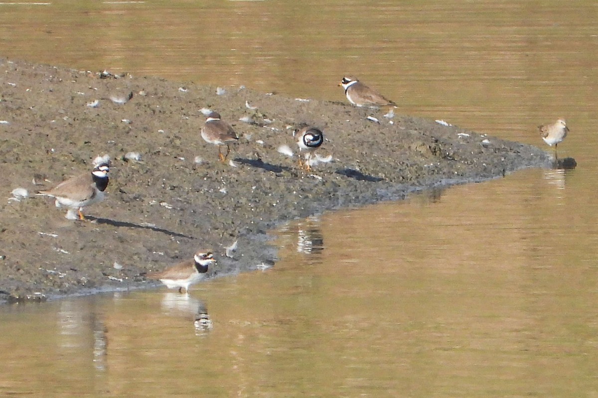 Common Ringed Plover - ML619275174