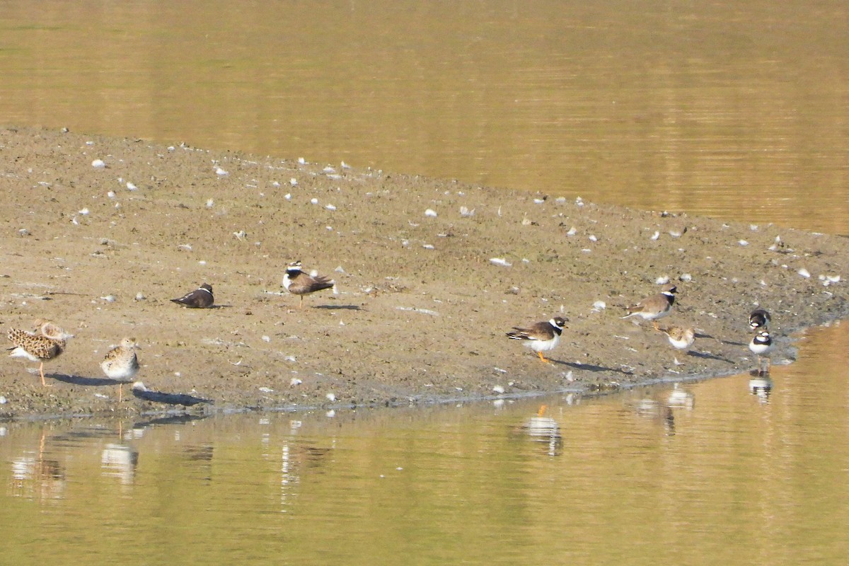 Common Ringed Plover - ML619275176