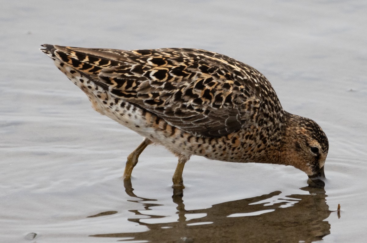 Short-billed Dowitcher - Jenny Rogers