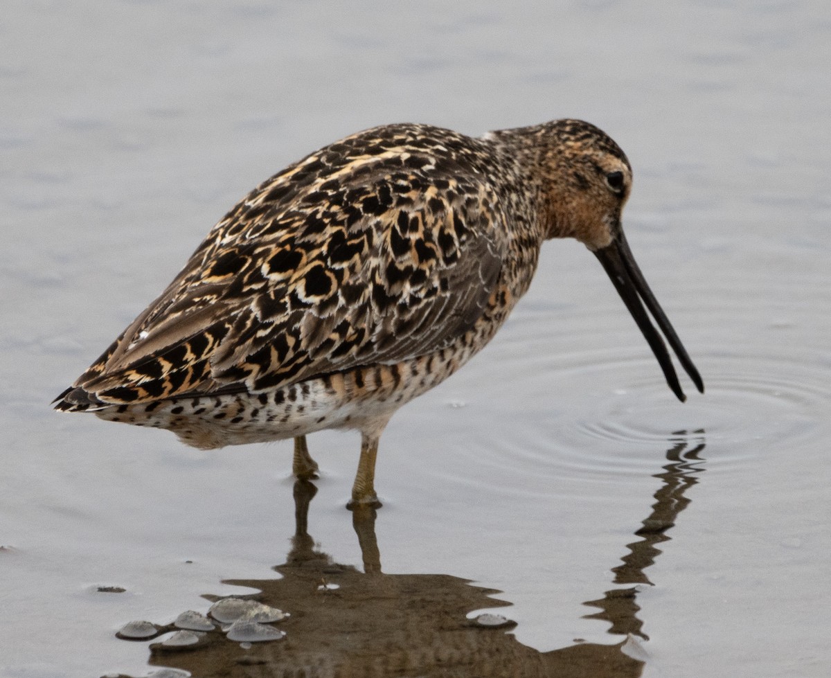 Short-billed Dowitcher - Jenny Rogers