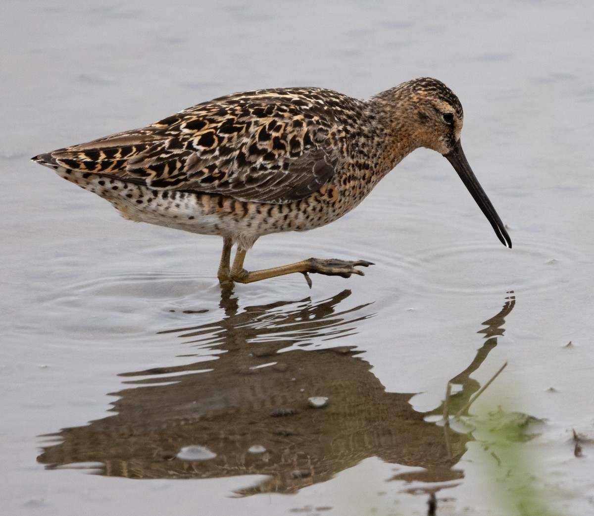 Short-billed Dowitcher - Jenny Rogers